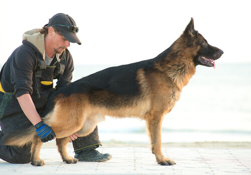 Terapia per detenuti con cani abbandonati