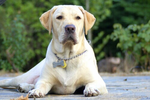 labrador seduto con collare e ciondolo a forma di osso