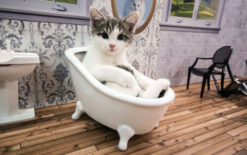 Arriva il primo reality show sui gatti