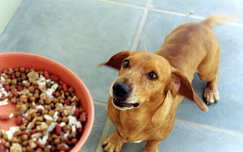 Benefici di combinare cibo umido per cani e altri alimenti