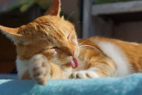 Primo anno assieme: fate festa con il vostro animale