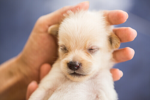 Come tenere tranquillo il vostro cane