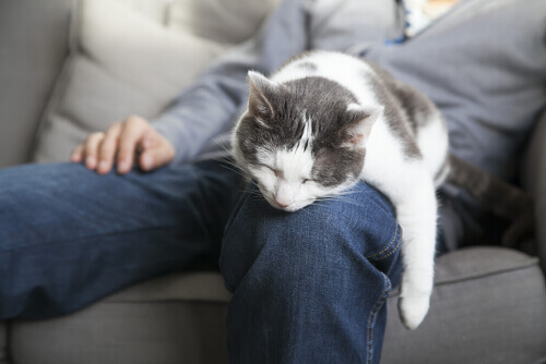 5 vantaggi di dormire con il gatto