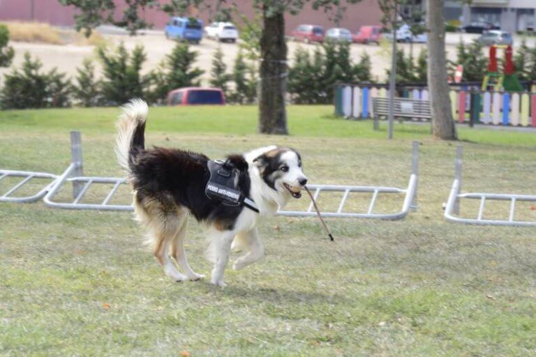 Ecco il cane che scova i veleni nei parchi