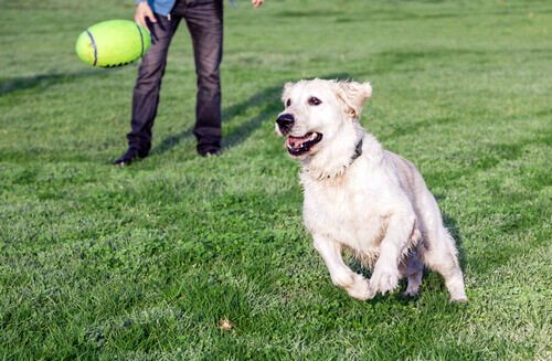 Frasi da non dire mai agli amanti dei cani