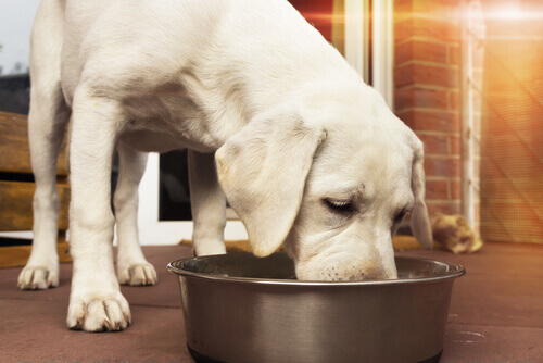 Benefici di combinare cibo umido e altri alimenti per cani