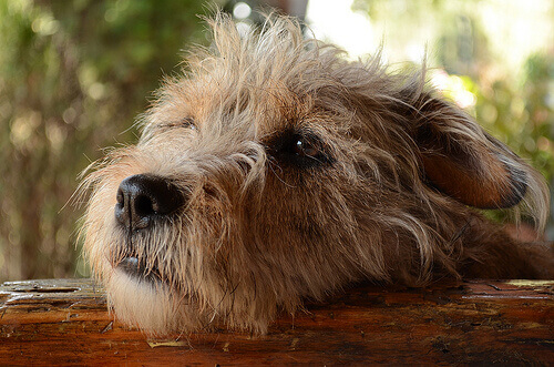 Sensi di colpa: i cani provano rimorso e vergogna?