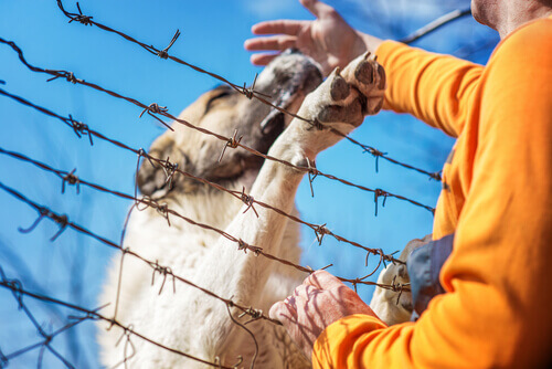 Iran, soldato perde una gamba per salvare un cane