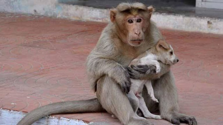 La scimmia che ha adottato un cucciolo di cane