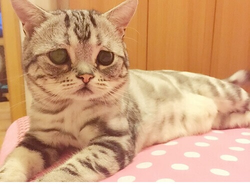 Vi presentiamo Luhu, il gatto più triste del mondo