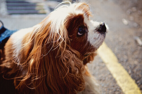 Parlare con il cane rende più intelligenti