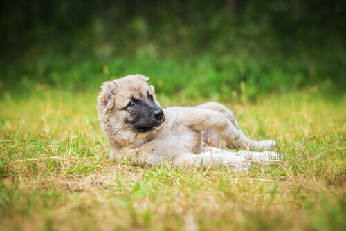 Perché i cani amano rotolarsi nella sporcizia?