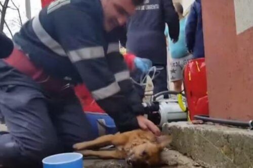 Pompiere salva un cane con la respirazione bocca a bocca