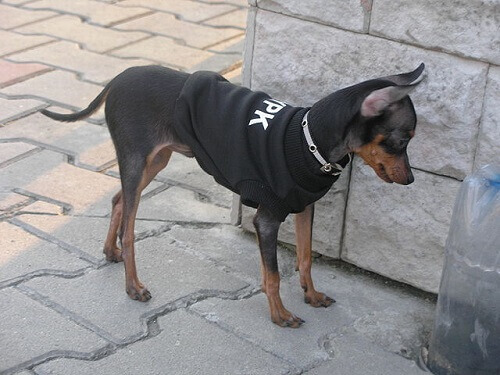 Prague ratter, un cagnolino piccolo e adorabile