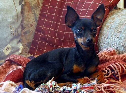 Prague ratter, un cagnolino piccolo e adorabile