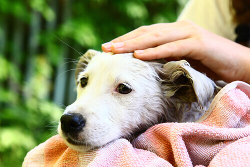 La relazione tra cane e padrone, benefici per entrambi