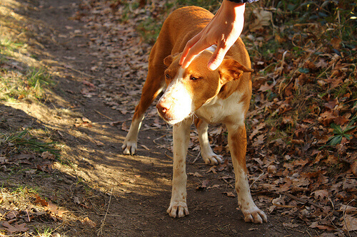 Ritrovano il loro cane abbandonato ma lo ripudiano
