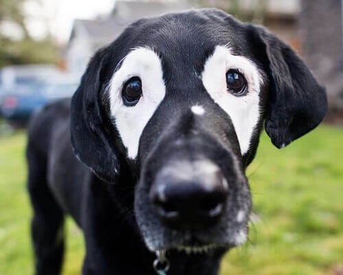 Ecco Rowdy, il cane che ha conquistato le reti sociali