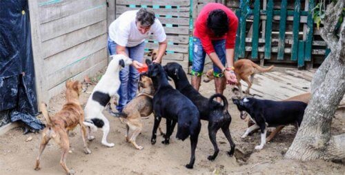 Sfrattano associazione che accoglieva cani maltrattati