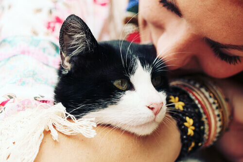 Come capire se un gatto vi vuole bene