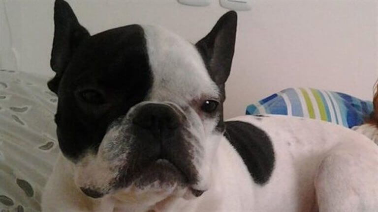 Un pilota d'aereo salva la vita a un cane