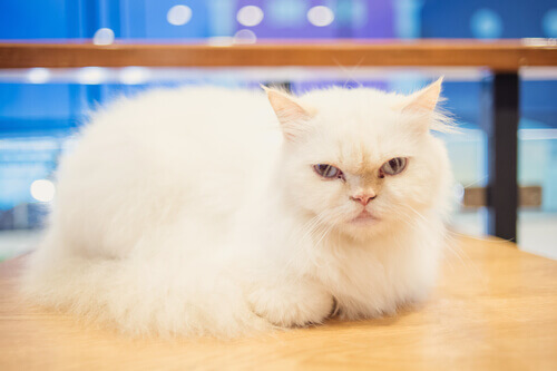 Si possono addestrare i gatti?