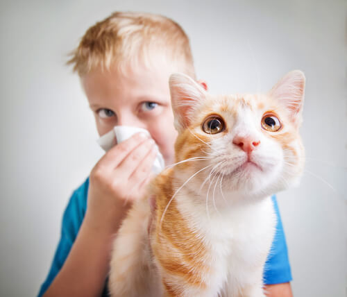bambino allergico al gatto