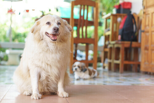 7 segnali per capire se il vostro cane soffre di artrite
