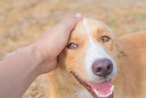 Un dispositivo giapponese rivela le emozioni dei cani