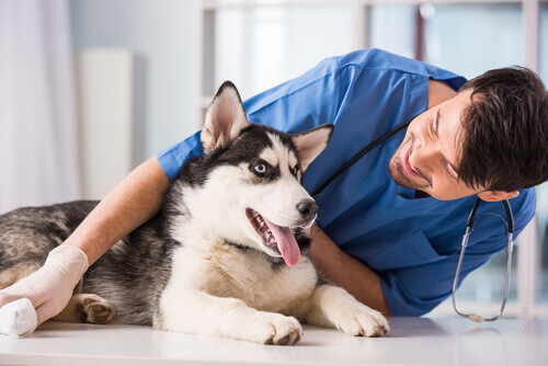cane col veterinario