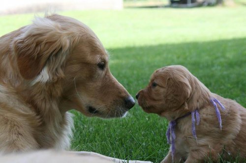 Avidog, l'applicazione che aiuta cani, giovani e nonni