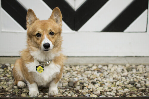 È possibile cambiare nome al proprio cane?