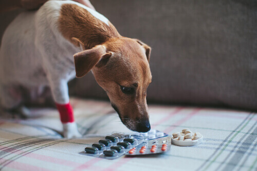 Si può somministrare l'aspirina ad un cane?