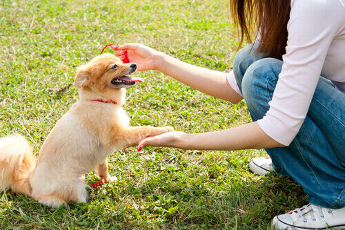 Come salutare un cane per la prima volta