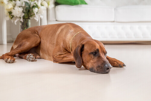 Il pessimismo è un pericolo anche per i cani