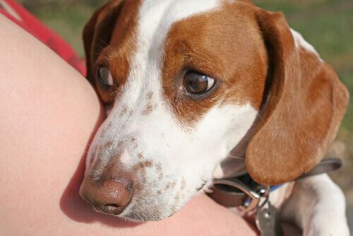 Trucchi per far rilassare un cane irrequieto