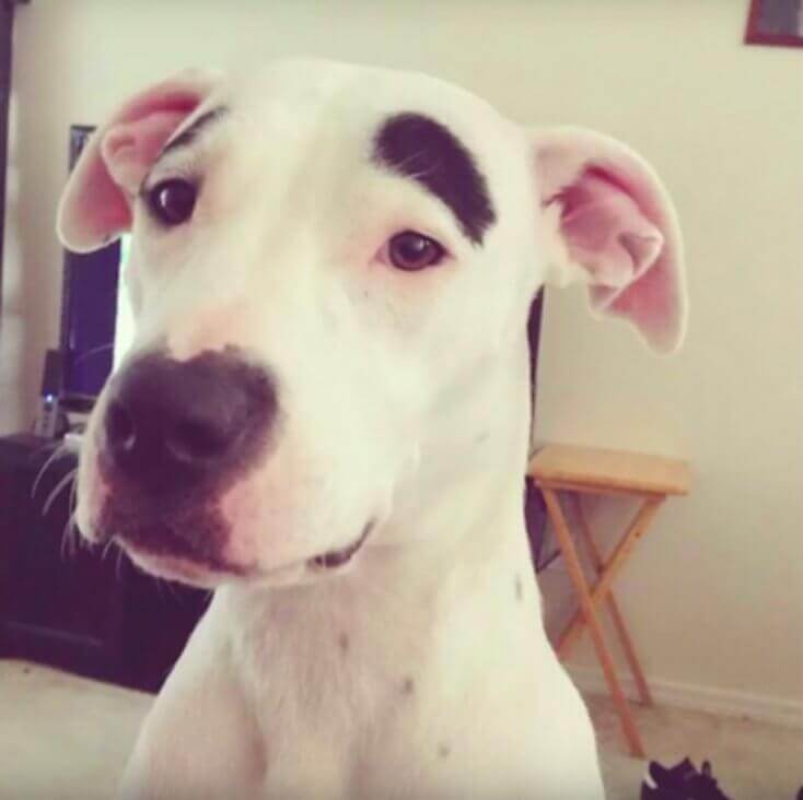 8 cani con le macchie sul pelo più incredibili