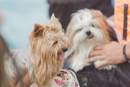 Come parlare al vostro animale domestico