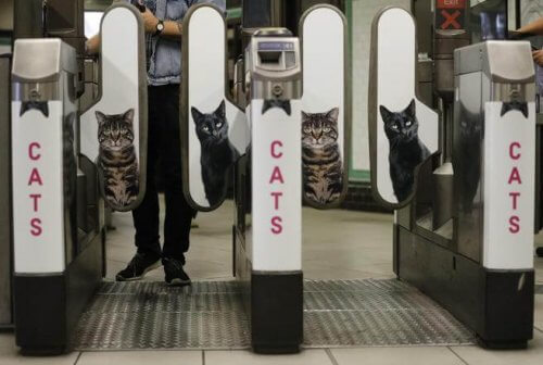 Foto di gatti al posto delle pubblicità nella metro di Londra
