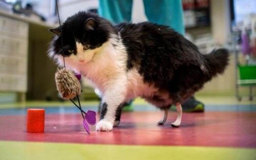 Zampe bioniche per gatti disabili