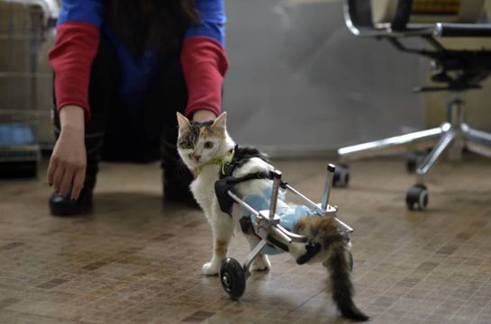 gatto con zampe bioniche