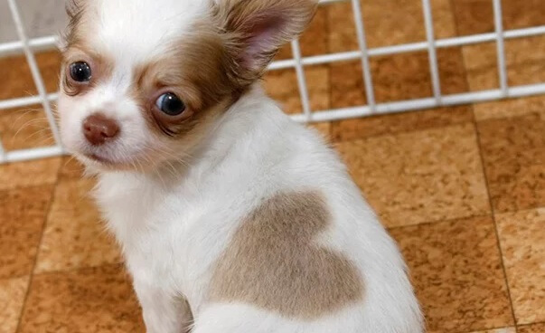 8 cani con le macchie sul pelo più incredibili