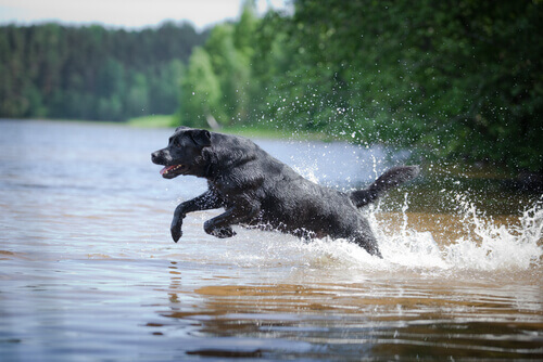 Un labrador ha salvato due cani in una canoa