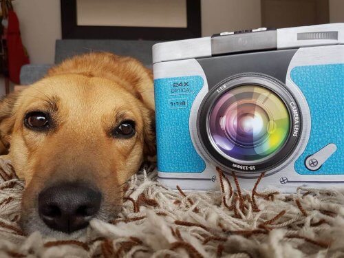 Il libro scritto da una cagnolina colombiana