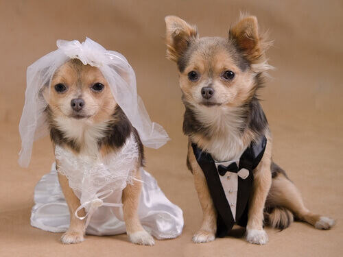Un matrimonio tra cani