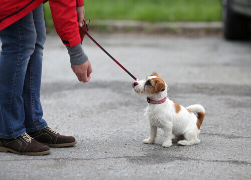 I diversi tipi di rinforzo positivo per i cani