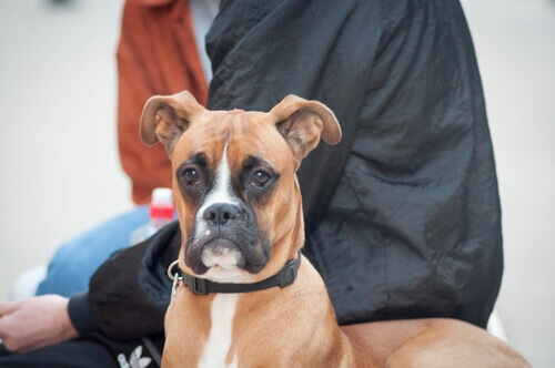 Terapia neurale per i cani