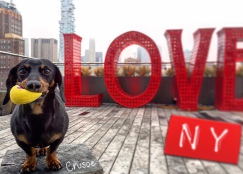 La storia del Bassotto famoso sulle reti sociali