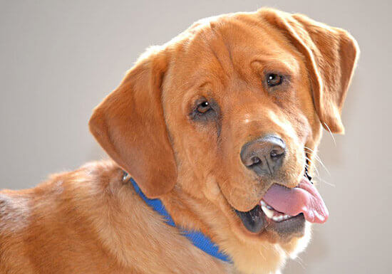 Eastwood, il cane che nessuno voleva