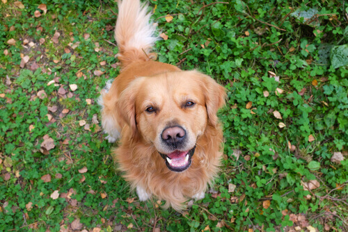 oroscopo canino cane sul prato